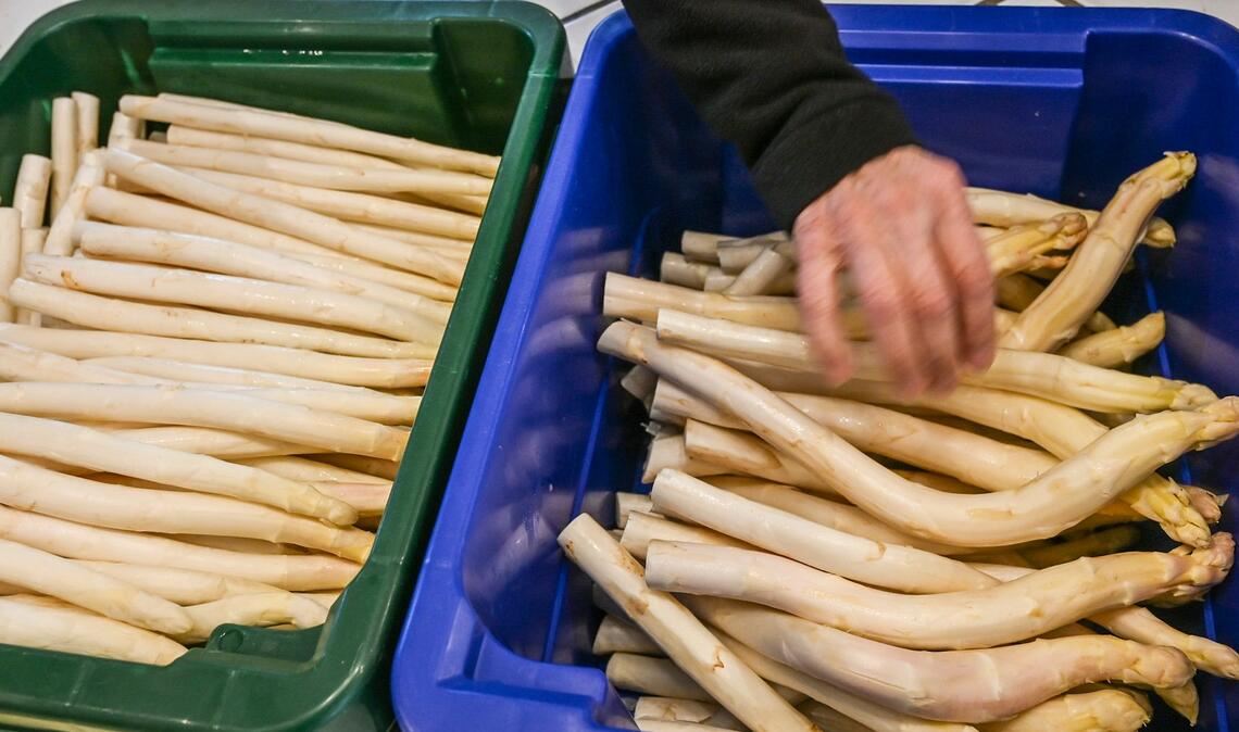 Derzeit bekommen Verbraucher Spargel so günstig wie sonst nicht in der Saison. (Archivbild)