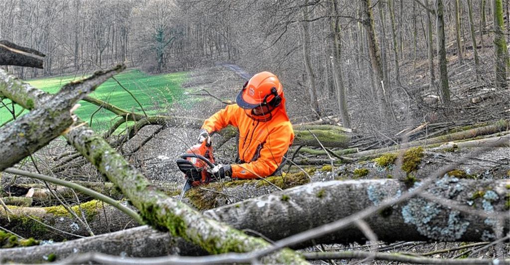 Wald soll eine schwarze Null erbringen