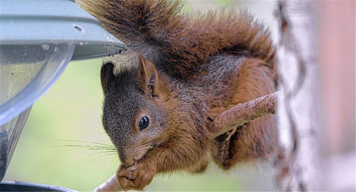 Nüsse sind Mangelware