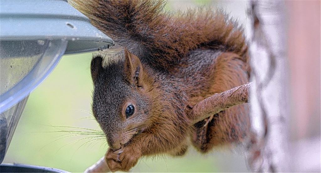 Nüsse sind Mangelware