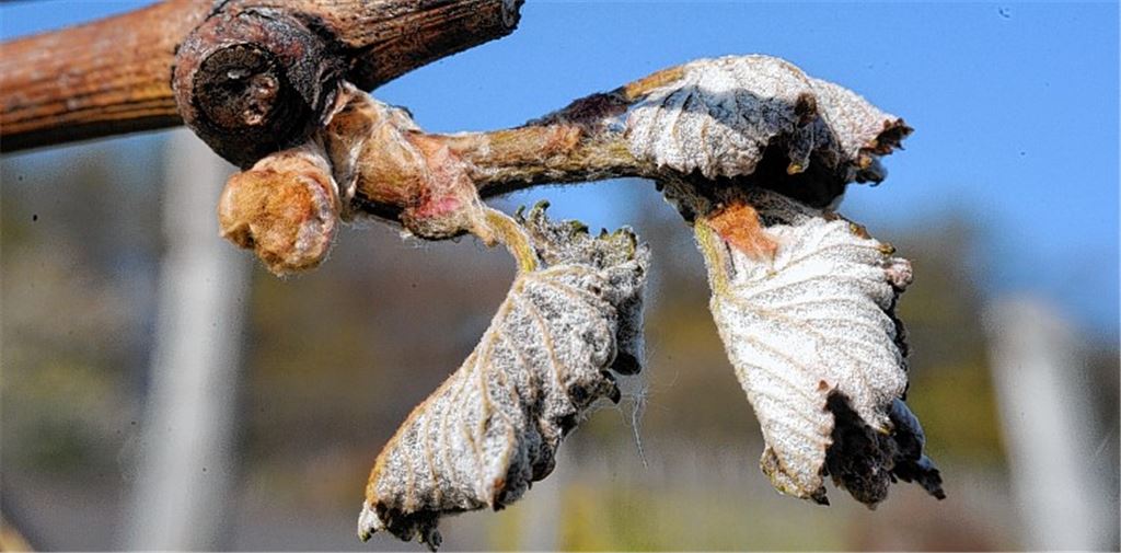 Winzer bibbern: Frost zerstört Triebe