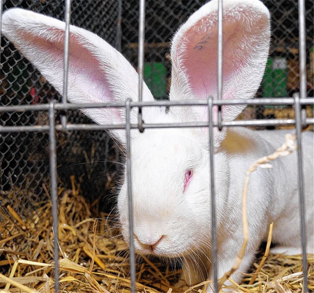 „Deutscher Riese“ von Frank Spath.