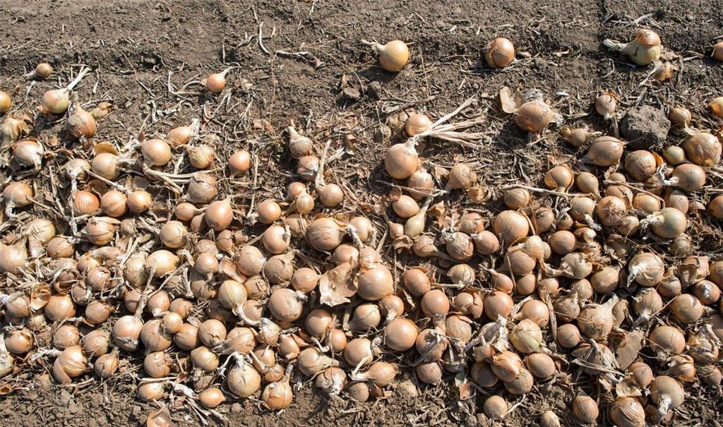 Deutschlands Gemüsebauern haben im vergangenen Jahr so viele Zwiebeln geerntet wie nie seit 1990. (Archivbild)