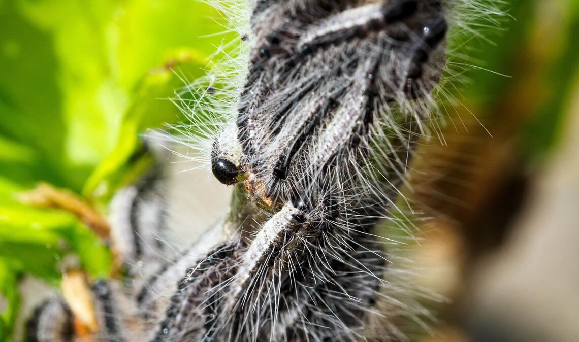 Deutschlandweit werden Maßnahmen gegen den Eichenprozessionsspinner ergriffen. (Archivbild)