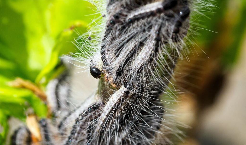 Deutschlandweit werden Maßnahmen gegen den Eichenprozessionsspinner ergriffen. (Archivbild)
