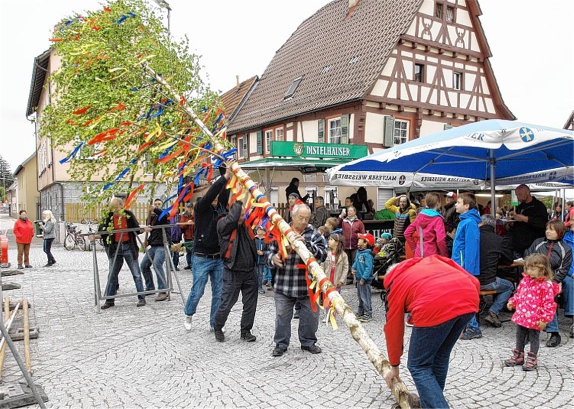 Die Aktiven vom Männergesangverein stemmen den Maibaum in die Höhe. Foto: Appich
