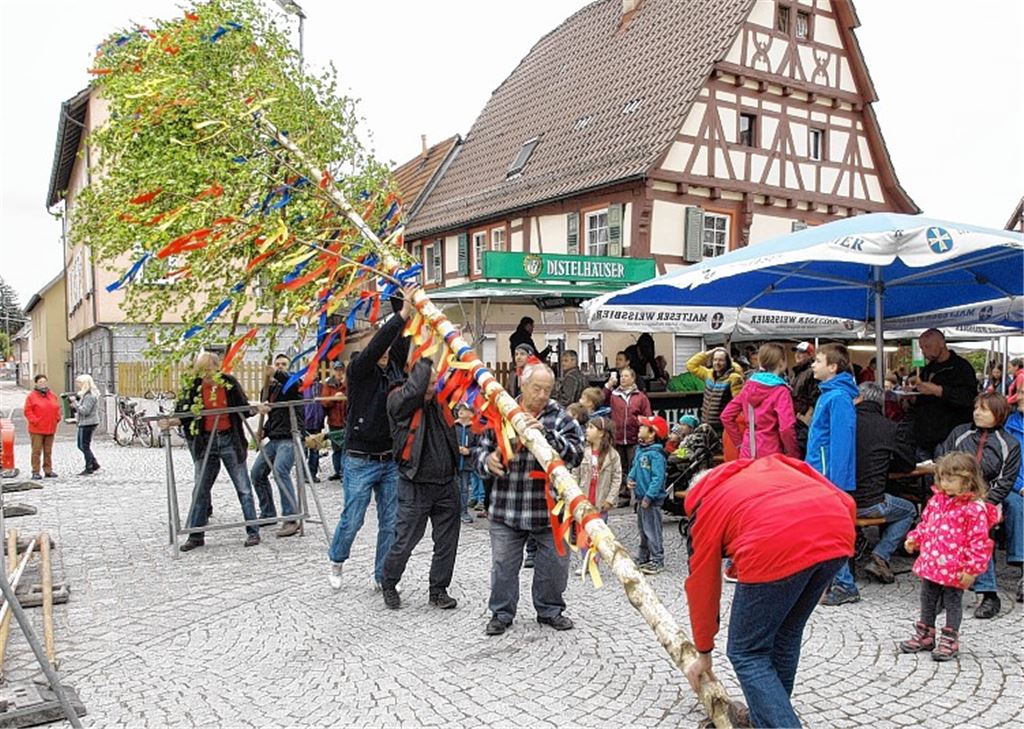 Die Aktiven vom Männergesangverein stemmen den Maibaum in die Höhe. Foto: Appich