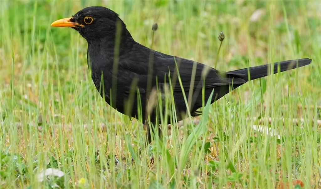 Die Amsel braucht naturnahe Gärten und Grünflächen. (Archiv)
