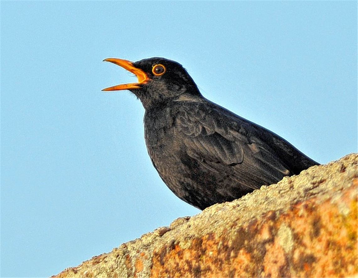 Tierschützer sorgen sich um Amseln