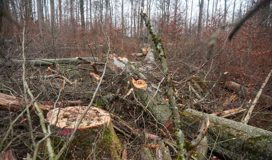 Die Arbeiten seien zur Hälfte abgeschlossen, teilt ForstBW mit. Foto: Fotomoment