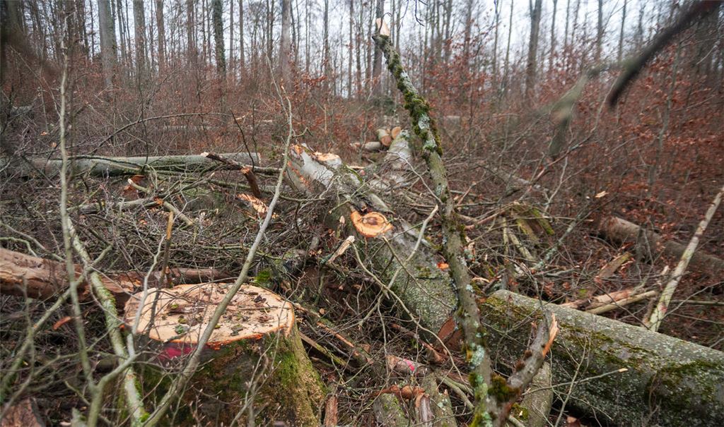 Die Arbeiten seien zur Hälfte abgeschlossen, teilt ForstBW mit. Foto: Fotomoment