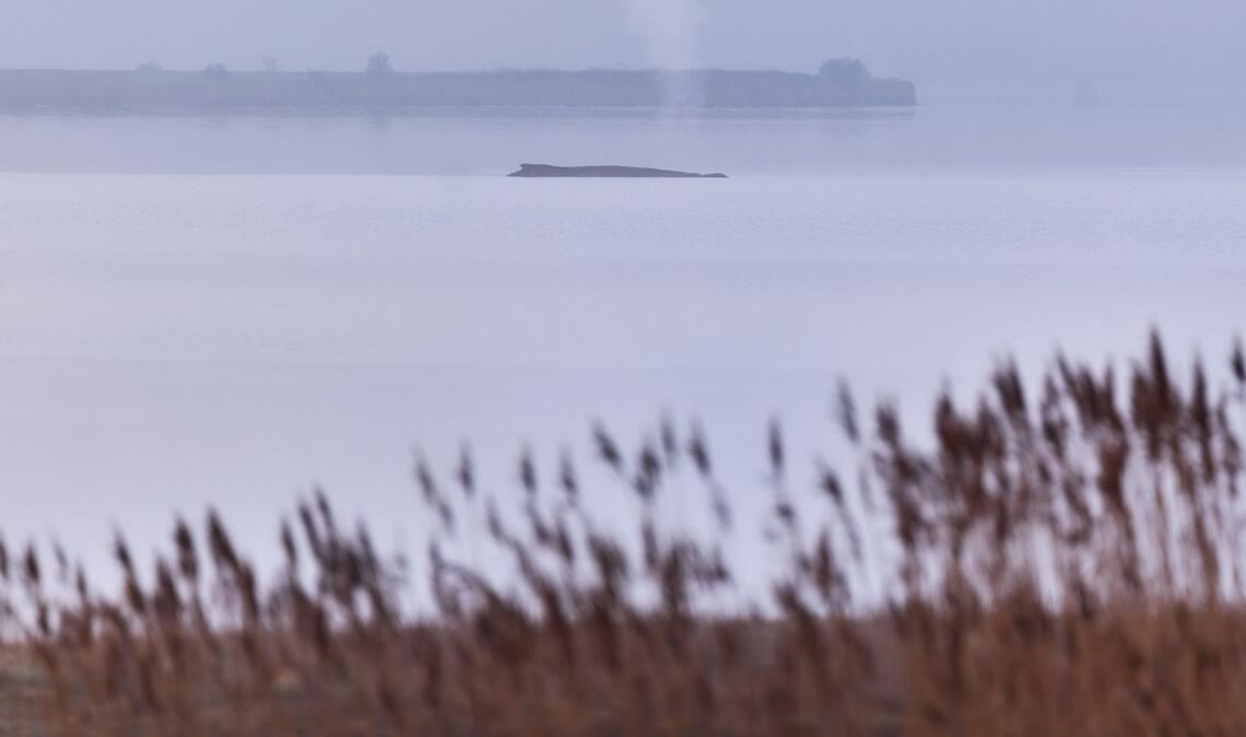 Die Atemfrequenz des Wals war laut Fachleuten zuletzt unregelmäßig.