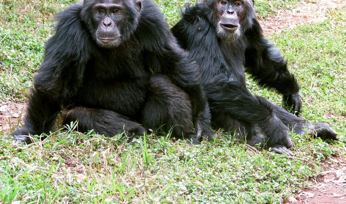 Die Auseinandersetzungen reichten Forschern zufolge bis zu tödlicher Gewalt.