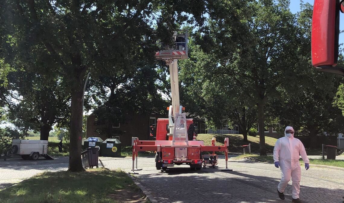 Die Autobahnmeisterei lässt auf dem Rastplatz Stillhorn Ost Nester des Eichenprozessionsspinners von Bäumen absaugen.