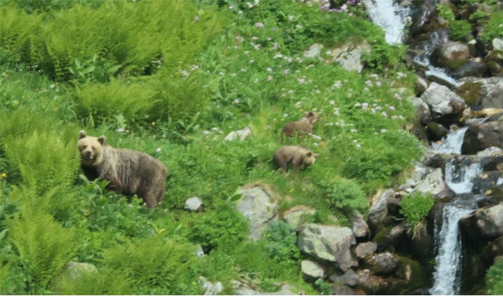 Die Bärin griff den Wanderer an, weil sie vermutlich um ihre beiden Jungen fürchtete. (Symbolbild)