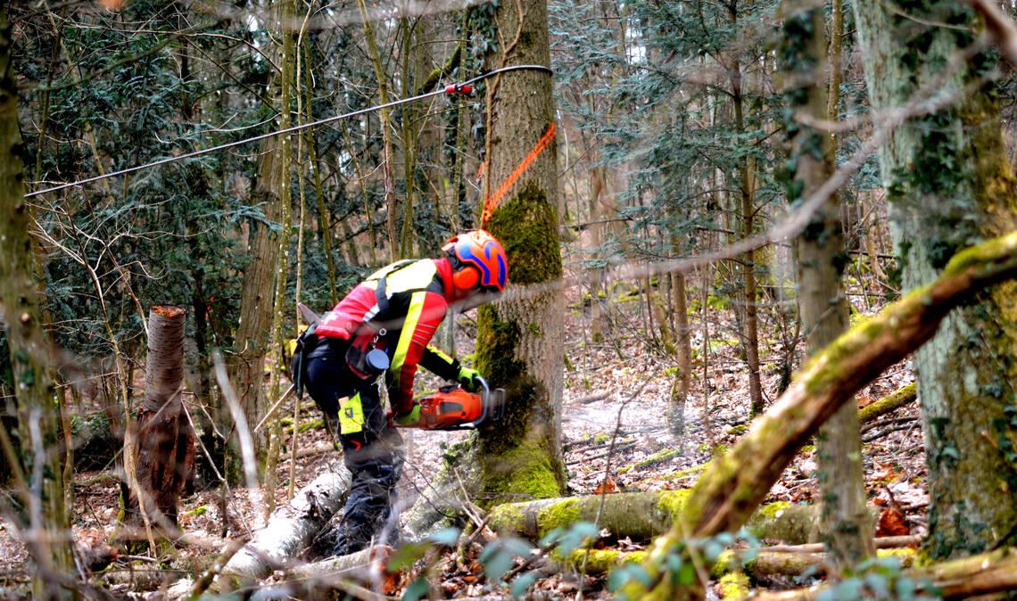 Die Bäume in Großglattbach werden laut Forstamtsleiter turnusgemäß für die Waldverjüngung gefällt. Symbolfoto: Archiv