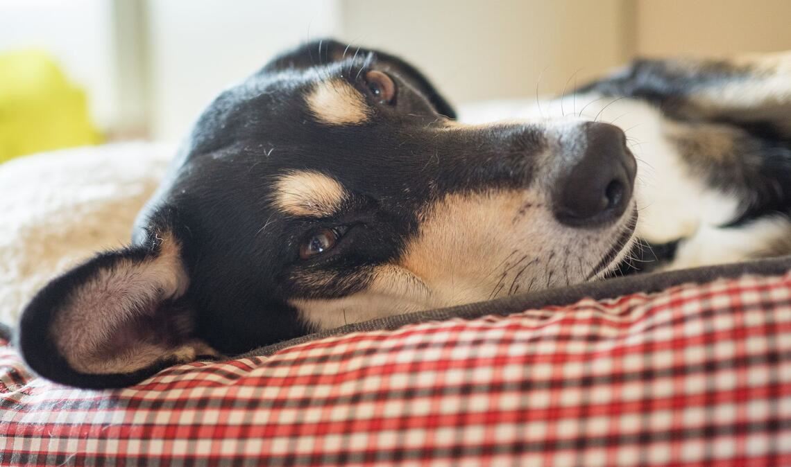 Die Beagle-Mischlings-Hündin „Franky“ liegt entspannt im flauschigen Bett und wartet schon auf Frauchen und Herrchen.