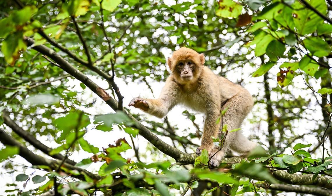 Die Berberaffen können sich auf dem Gelände frei bewegen – die Besucher müssen vorgegebene Wege einhalten.
