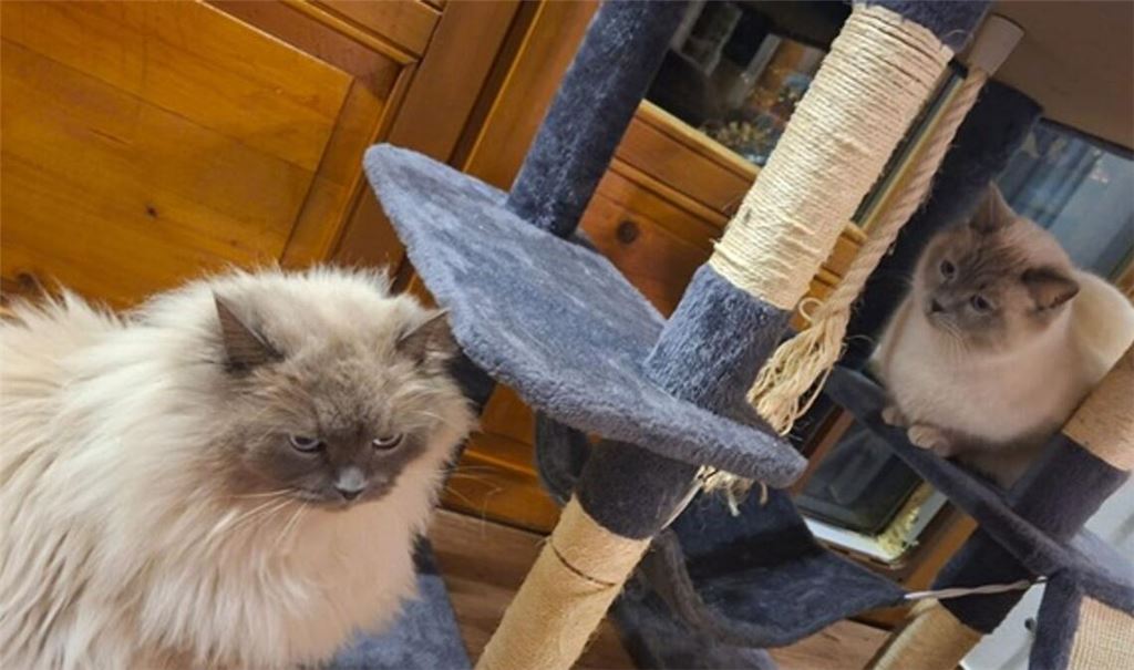 Die Birma-Kater Hubert  und Staller (r) sind inzwischen wieder im Allgäu vereint.