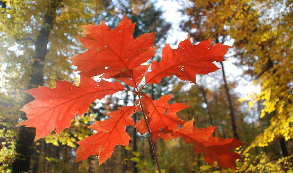 Die Blätter verfärben sich im Gegensatz zu heimischen Eichen im Herbst rot. Foto: Lechner