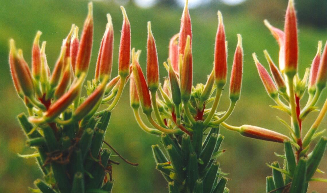 Die Blüten der „Nachtkerze“, daher der Name, sind tagsüber geschlossen. Foto: Lechner