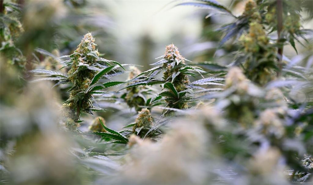 Die Bundesregierung will dem Missbrauch von medizinischem Cannabis entgegenwirken.