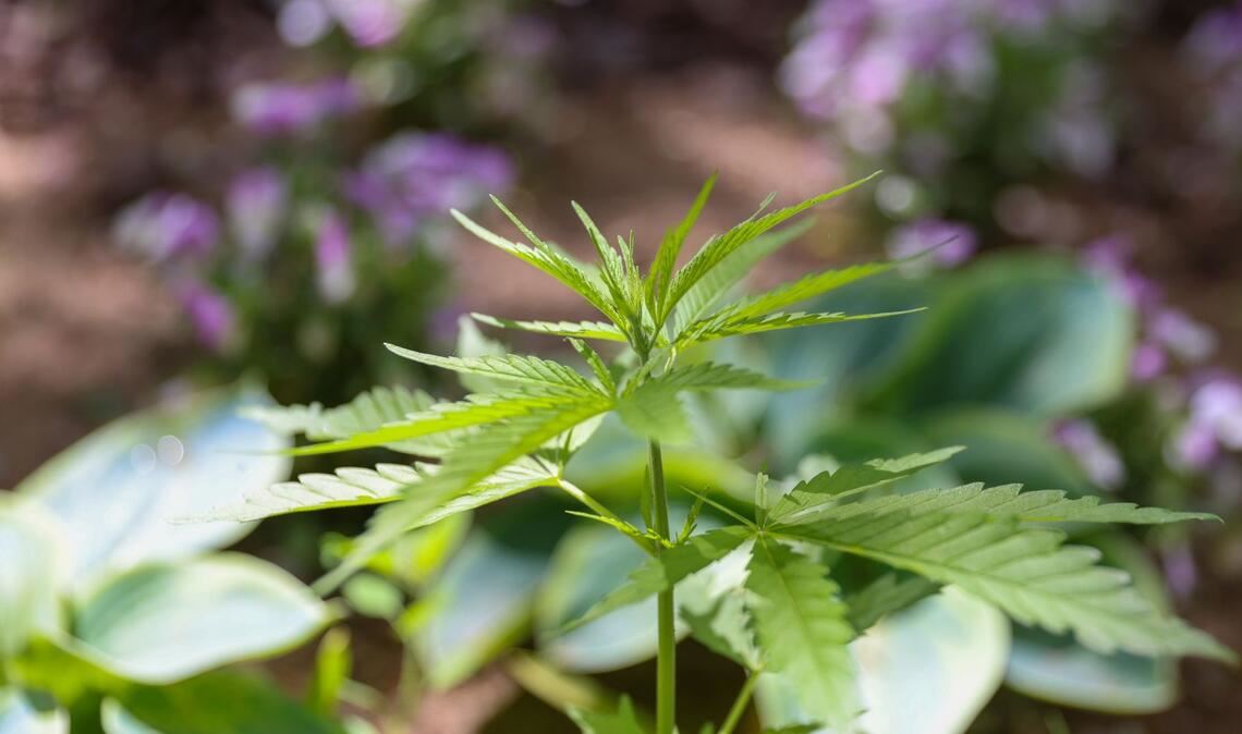 Die Cannabispflanze ist auf Spielplätzen ein ungebetener Gast.