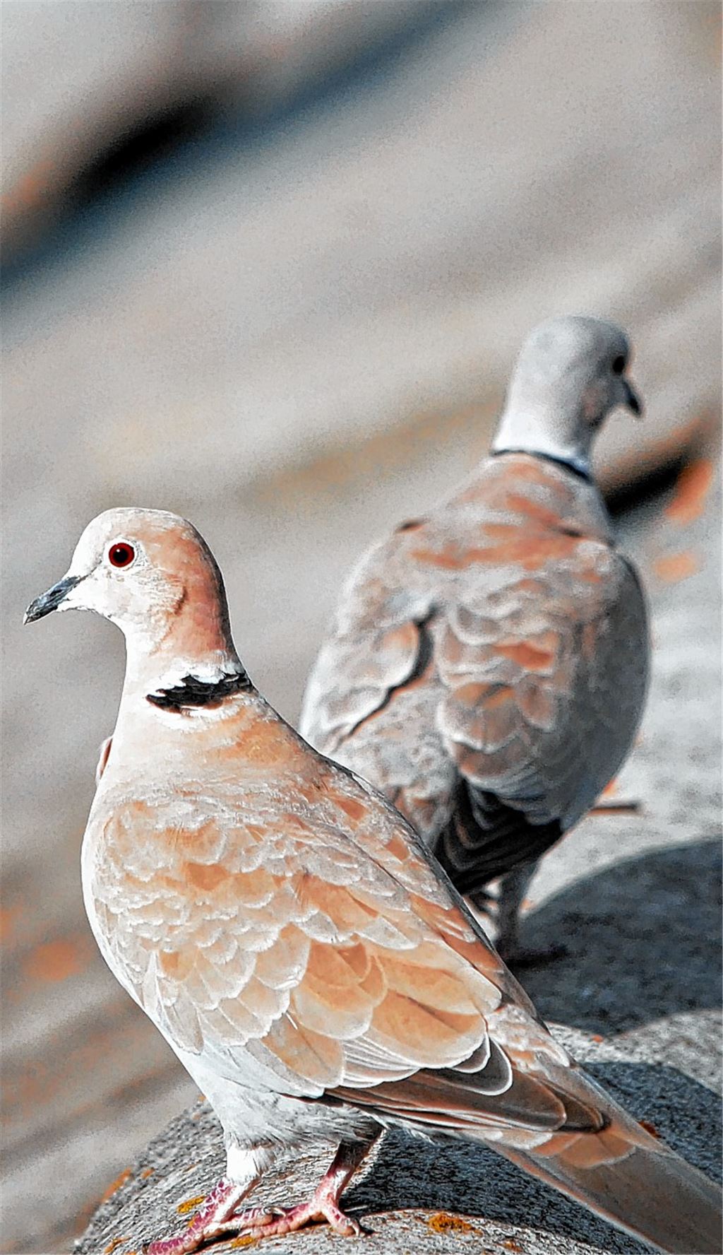 Keine Lust auf City, aber auf Nachwuchs