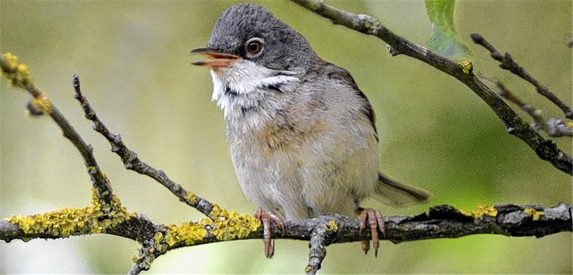 Charaktervogel zwitschert monoton