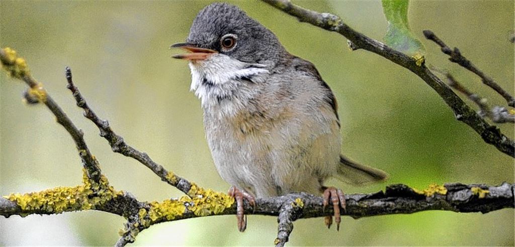 Charaktervogel zwitschert monoton
