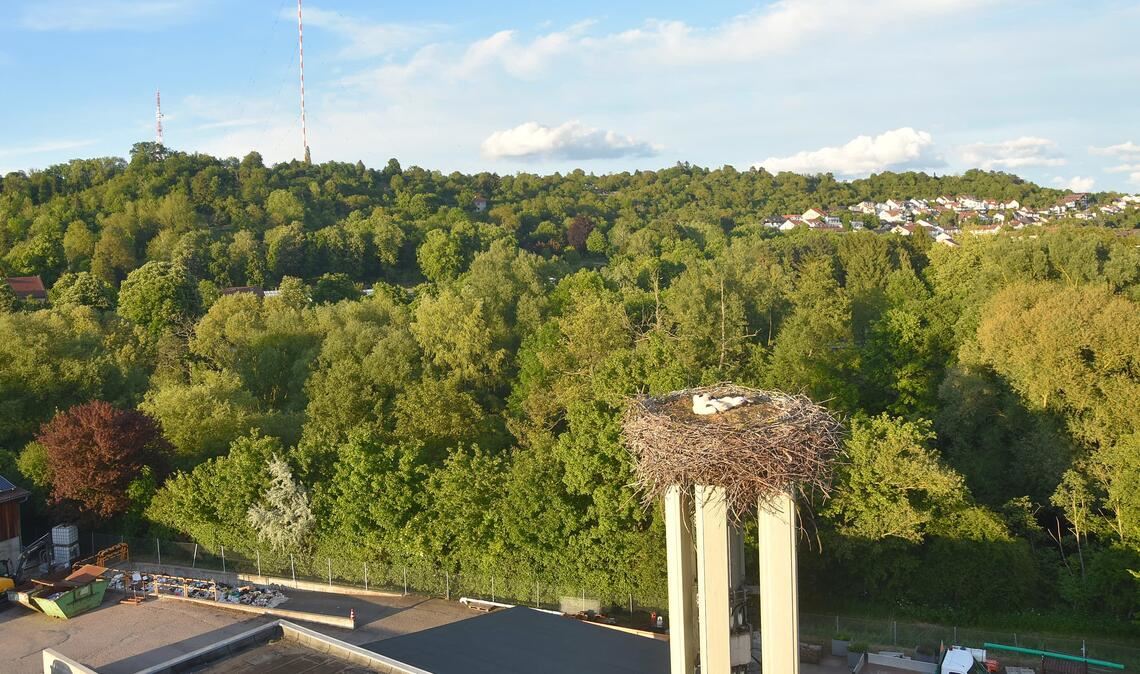 Die Dürrmenzer Jungstörche können von ihrem Horst auf dem Bauhofgelände aus die Aussicht genießen. Dieses Bild entstand am Tag, als sie Ringe und Sender erhielten. Foto: Bosch