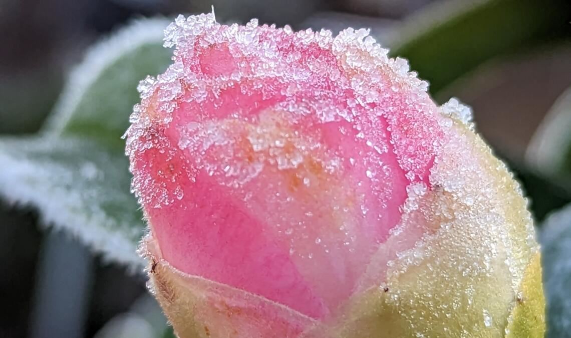 Die Eisheiligen 2026 sorgen heute für kalte Nächte und Frost in Deutschland. Erfahren Sie, welche Gebiete betroffen sind und ob dies das Ende der frostigen Temperaturen bedeutet.