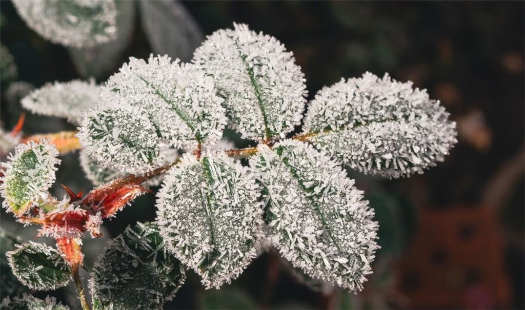 Die Eisheiligen sollen im Mai noch einmal Frost bringen.