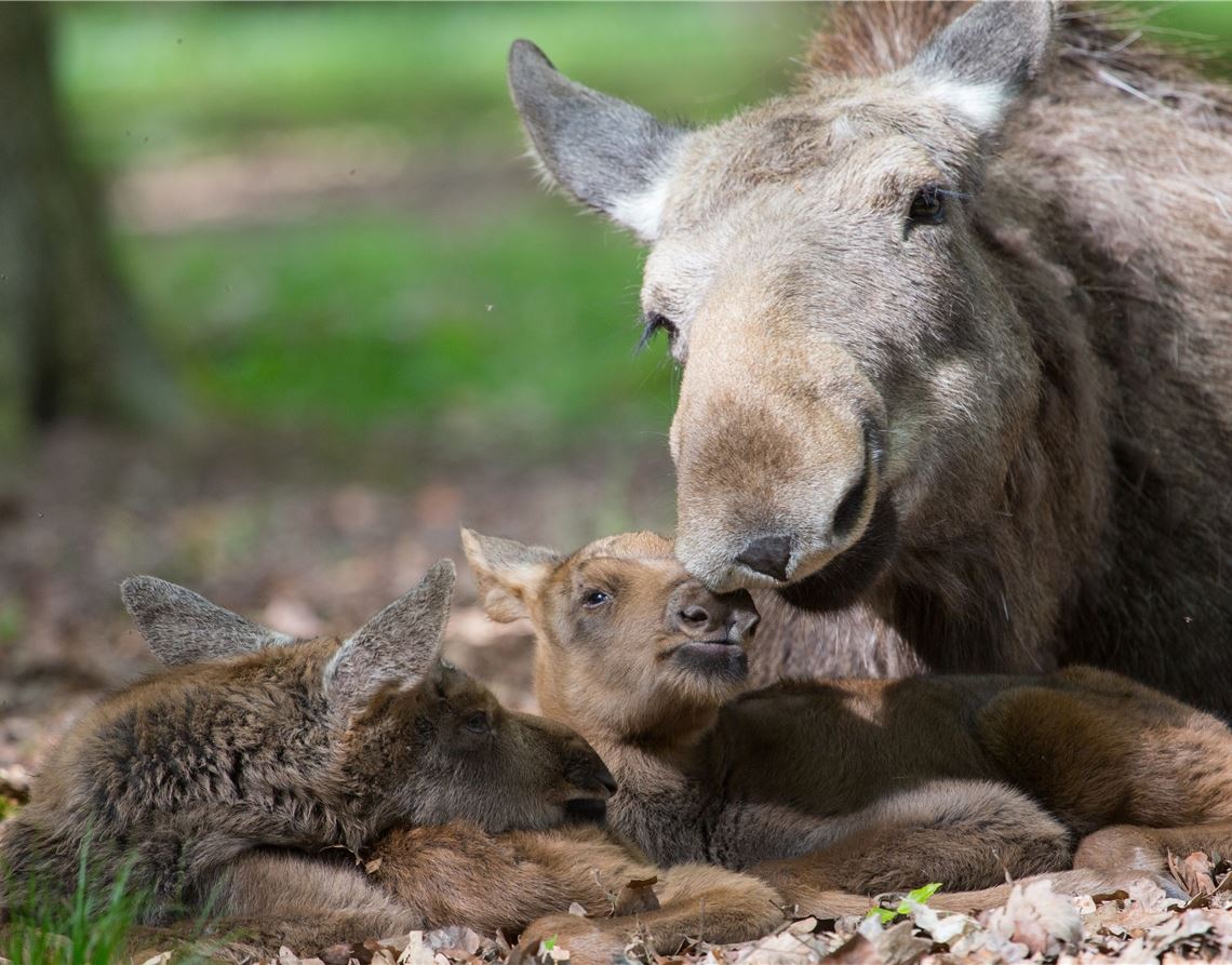 Die Elchmama kümmert sich liebevoll um ihre beiden Zwillinge. Foto: Carsten Schwarz, Wildpark Pforzheim