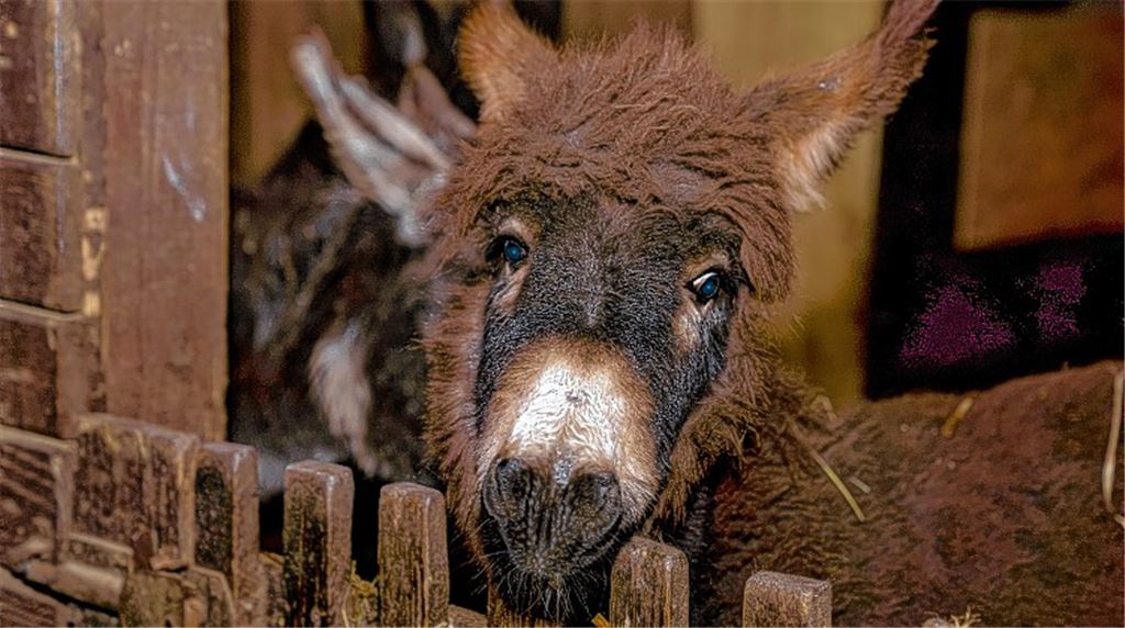 Die Esel auf dem Gnadenhof brauchen nicht nur gute Pflege, sondern auch viel Zuwendung. Bis auf das Eselfohlen Julchen sind alle krank und gebrechlich. Fotos: Recken