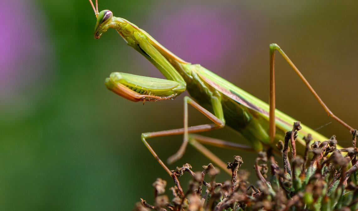 Die Europäische Gottesanbeterin breitet sich in Deutschland aus.
