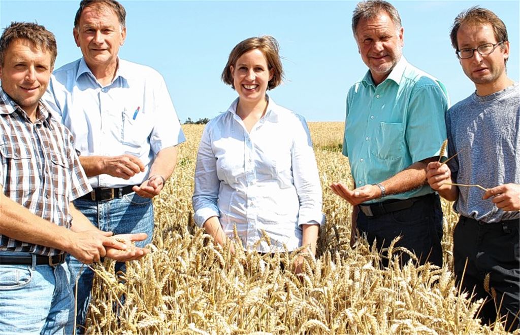 Wetterkapriolen vermiesen die Ernte