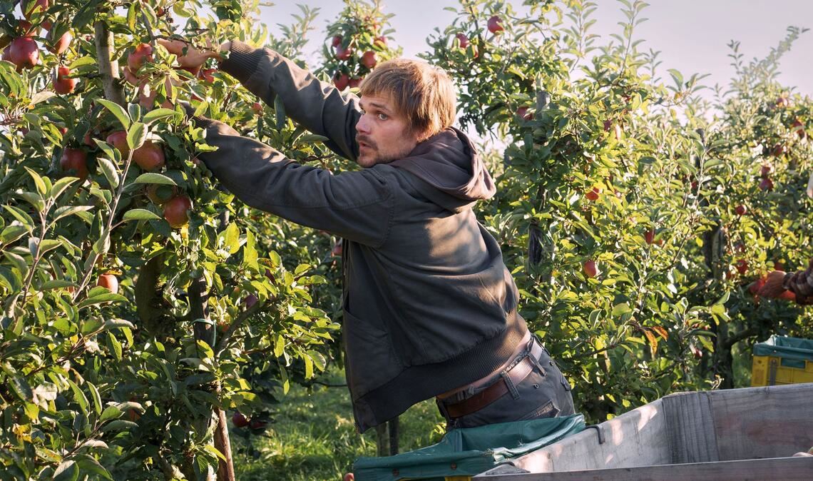 Die Familie packt an: Sven Feldhusen (Henning Flüsloh) bei der Bio-Apfelernte.
