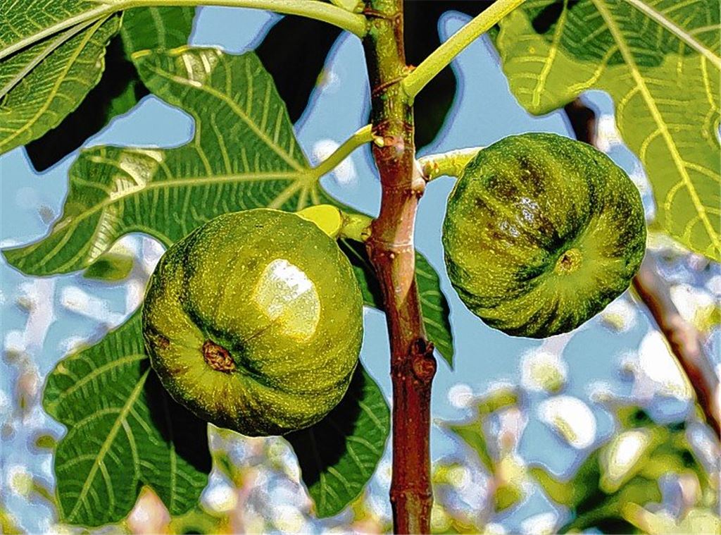 Feige fühlt sich inzwischen heimisch