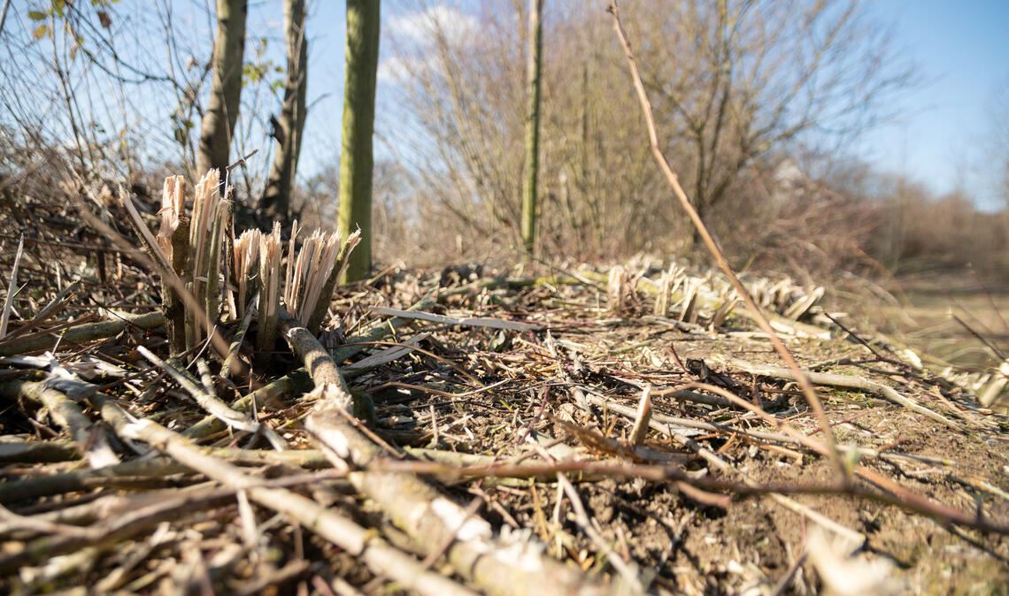 Die Feldhecke auf dem Ziegeleigelände ist gerodet worden. Dabei ging alles mit rechten Dingen zu. Foto: Archiv Fotomoment