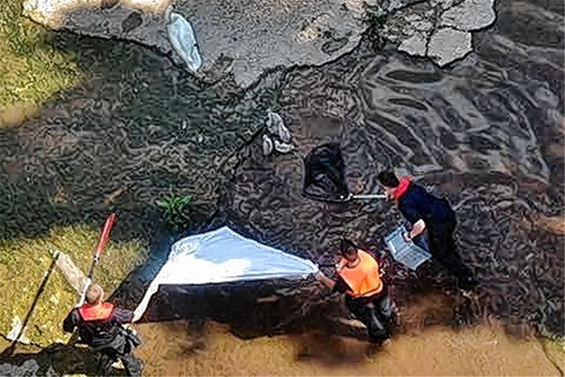 Feuerwehr rettet Schwanenfamilie