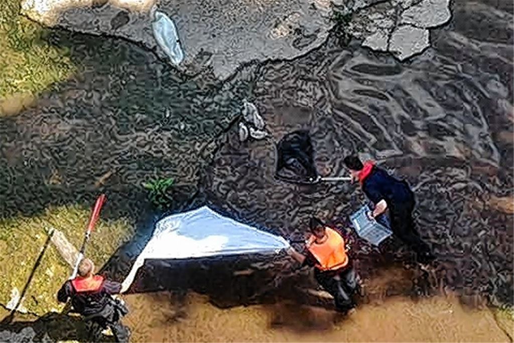 Feuerwehr rettet Schwanenfamilie