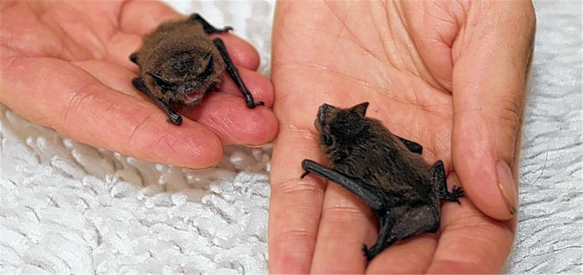 Die Fledermausbabys sind gerade mal ein paar Tage alt und brauchen Hilfe zum Überleben. Foto: Ehmann