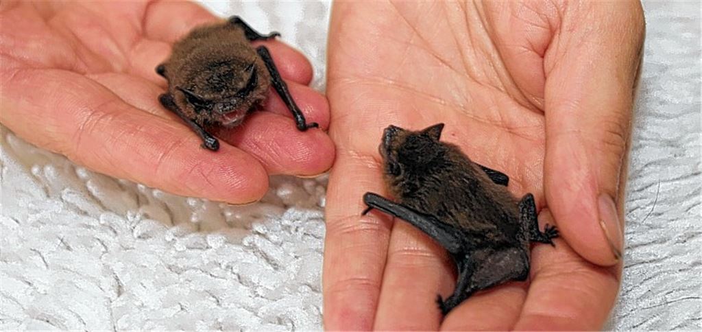 Die Fledermausbabys sind gerade mal ein paar Tage alt und brauchen Hilfe zum Überleben. Foto: Ehmann
