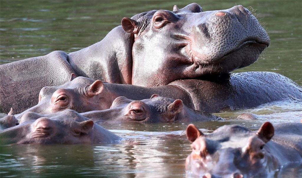 Die Flusspferde in Kolumbien pflanzen sich kräftig fort. (Archivbild)