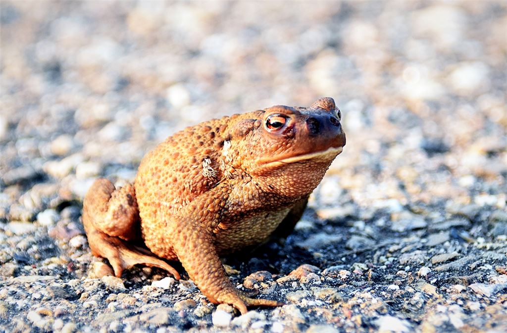 Die Folgen des Klimawandels treffen auch Kröte. Foto: Tamara Bickel