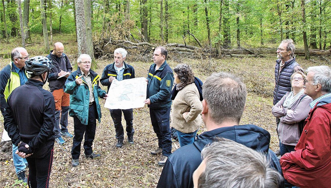 Eiche soll Klimawandel trotzen