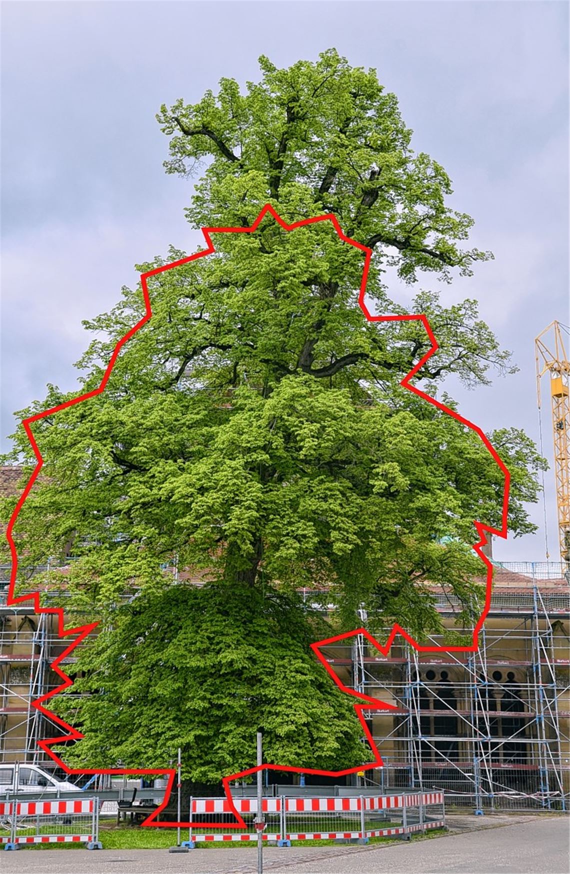 Die Friedenslinde im Klosterhof kann vorerst stehenbleiben. Allerdings muss sie aus Gründen der Stabilität beschnitten werden. Die rote Markierung zeigt, wie der Baum aussehen soll, wenn er von den Experten gestutzt wurde. 