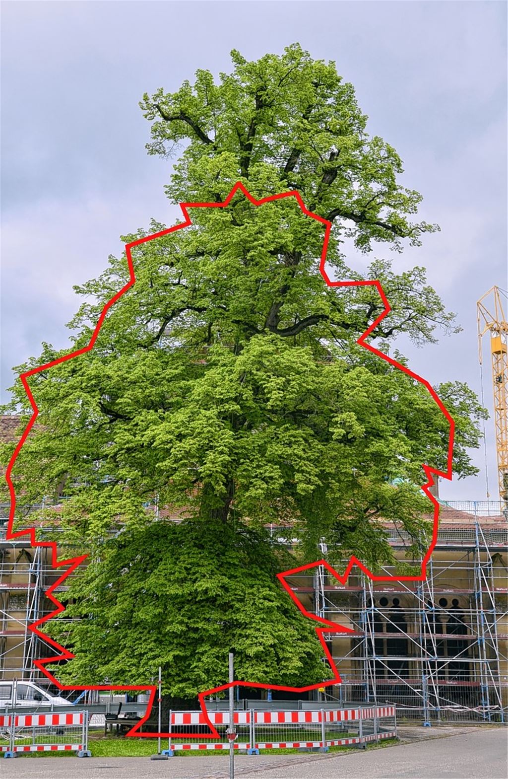 Die Friedenslinde im Klosterhof kann vorerst stehenbleiben. Allerdings muss sie aus Gründen der Stabilität beschnitten werden. Die rote Markierung zeigt, wie der Baum aussehen soll, wenn er von den Experten gestutzt wurde. 