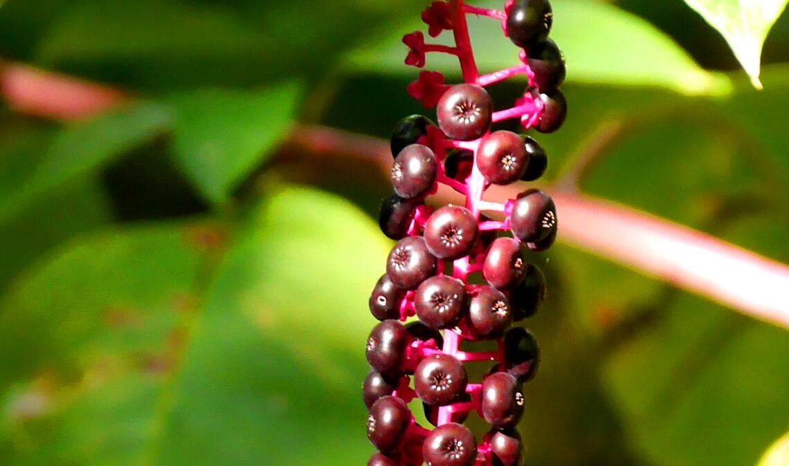 Die Früchte der „Kermesbeere“ wurden früher zum Färben von Rotwein genutzt.